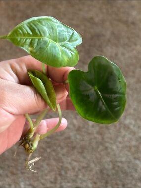Rooted Alocacia Frydek Cuttings (Set of 2)